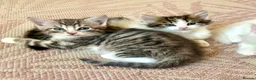 Siberian cats for sale: Fluffy kittens  - Advert 7