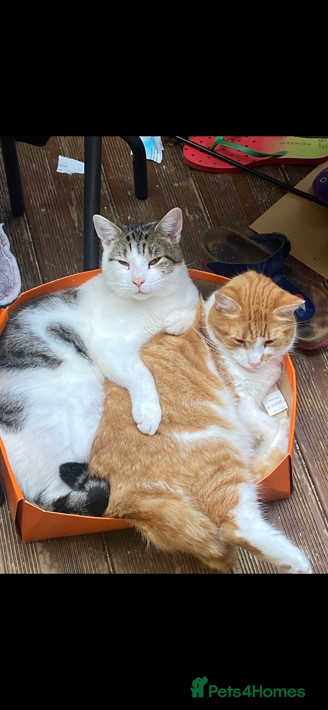 Mixed Breed cats for sale: Stumpy  - Advert 12