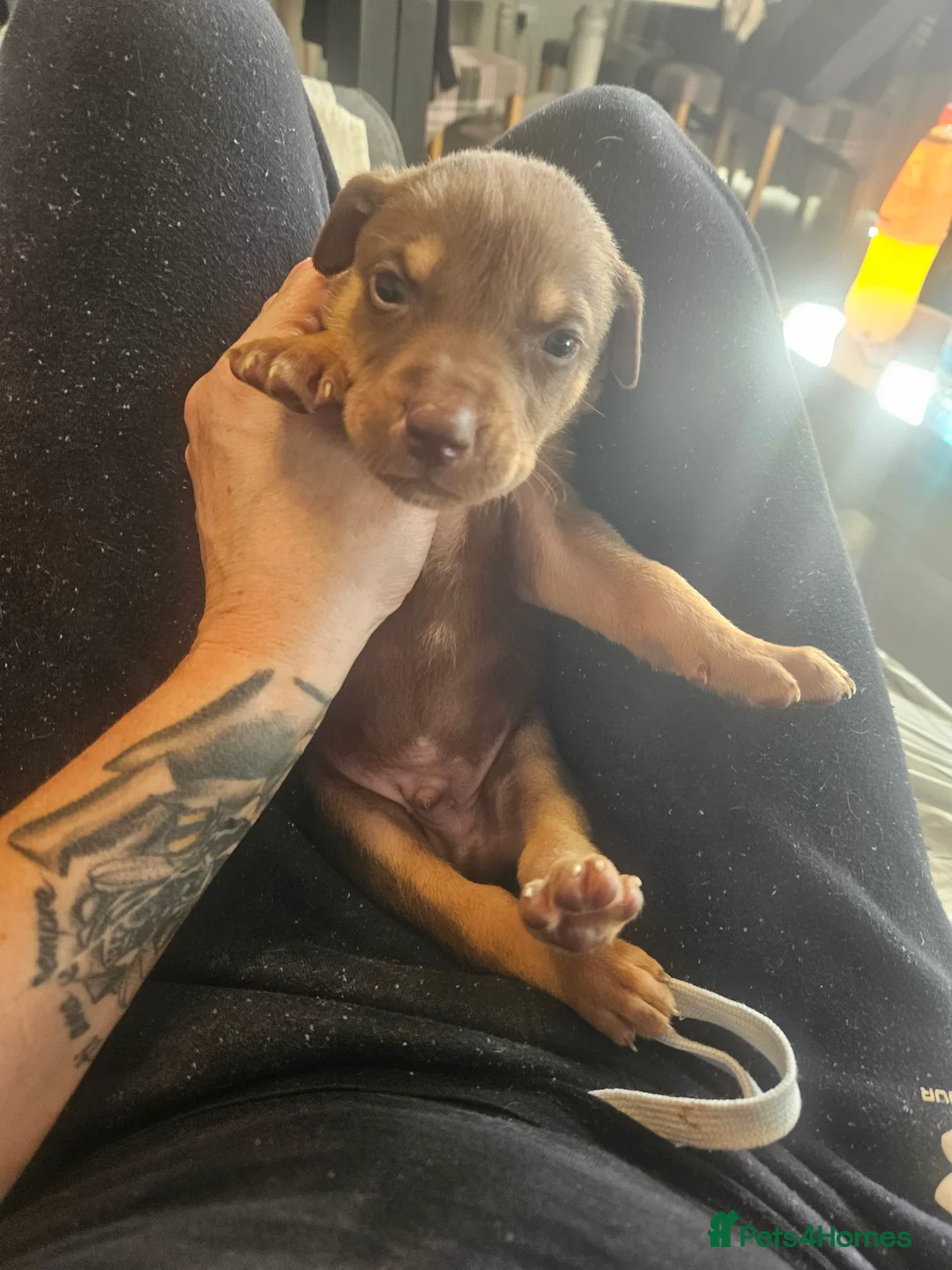 Rhodesian Ridgeback dogs for sale: Ridgeback puppies  - Advert 2