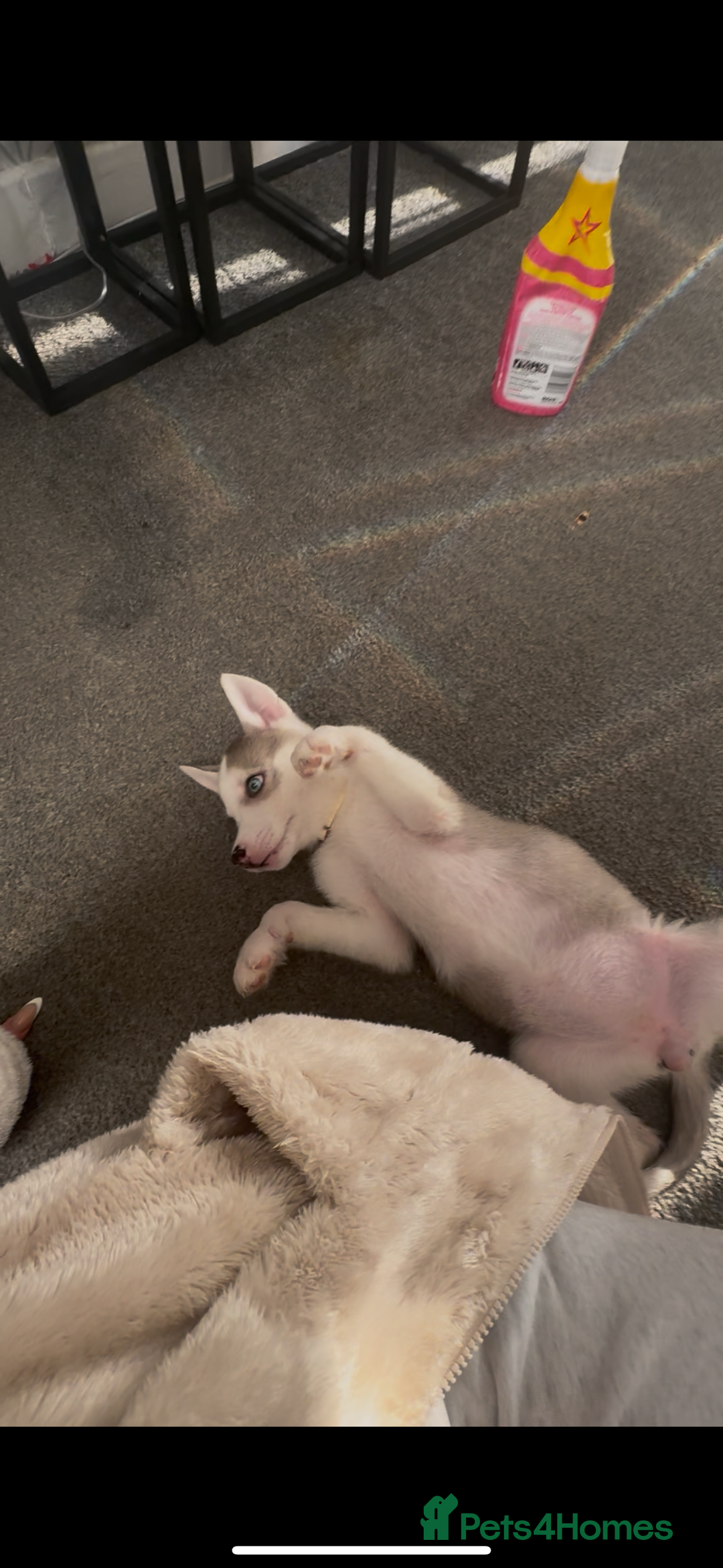 Siberian Husky dogs for sale: Husky puppies - Advert 6