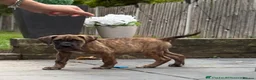 Presa Canario dogs for sale: World class presa canario pups recognised Breeder - Advert 6