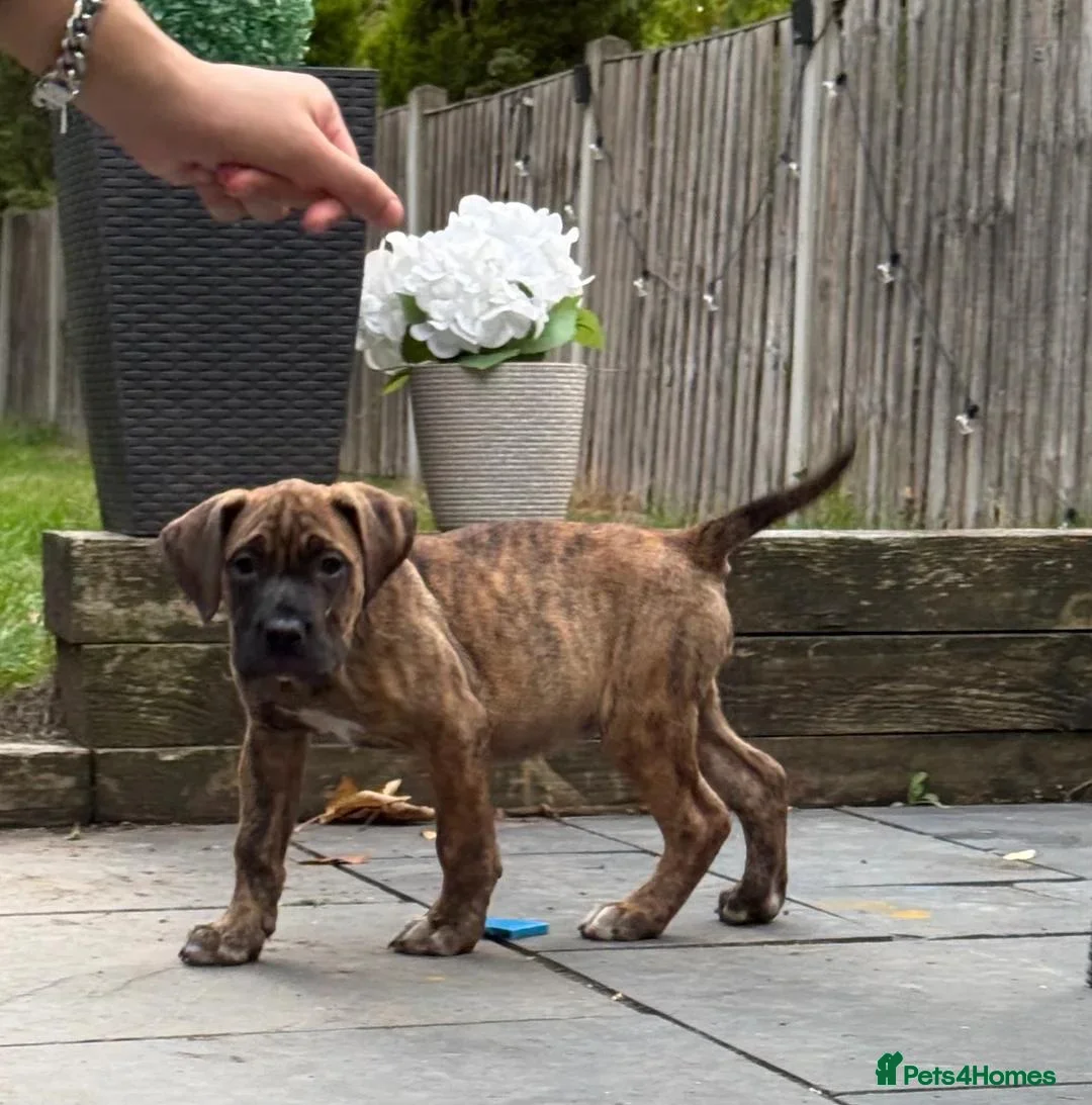 Presa Canario dogs for sale: World class presa canario pups recognised Breeder - Advert 6