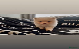 Pomeranian dogs for sale: KC Pomeranian pups - Image 5