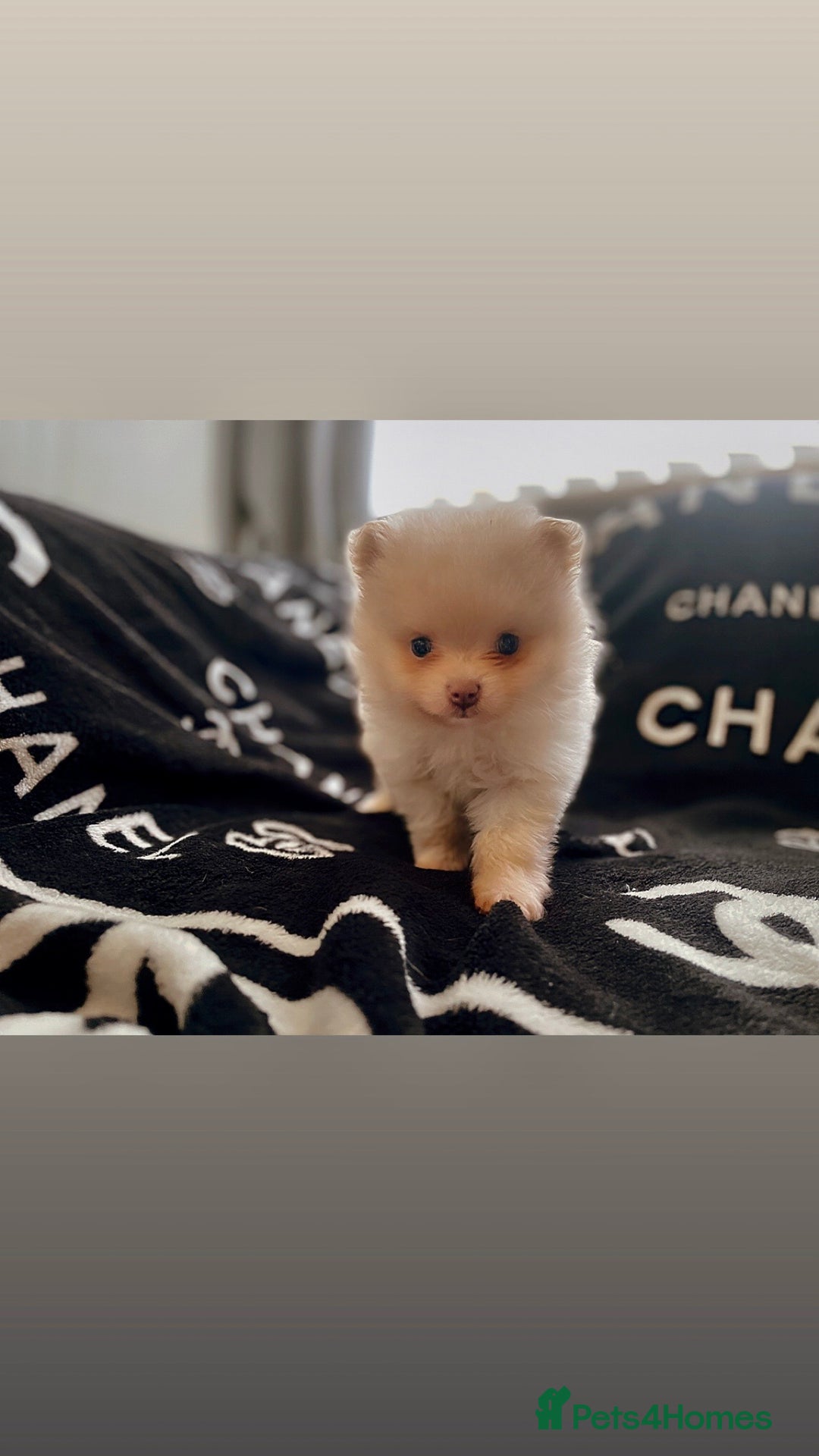 Pomeranian dogs for sale: KC Pomeranian pups - Image 5