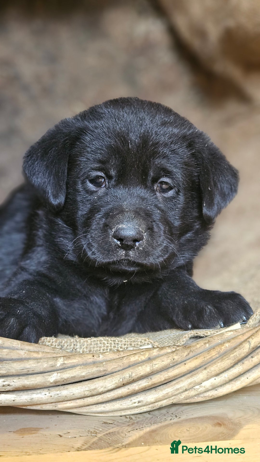 Labrador Retriever dogs for sale: Beautiful litter of KC registered Labrador Puppies - Advert 5