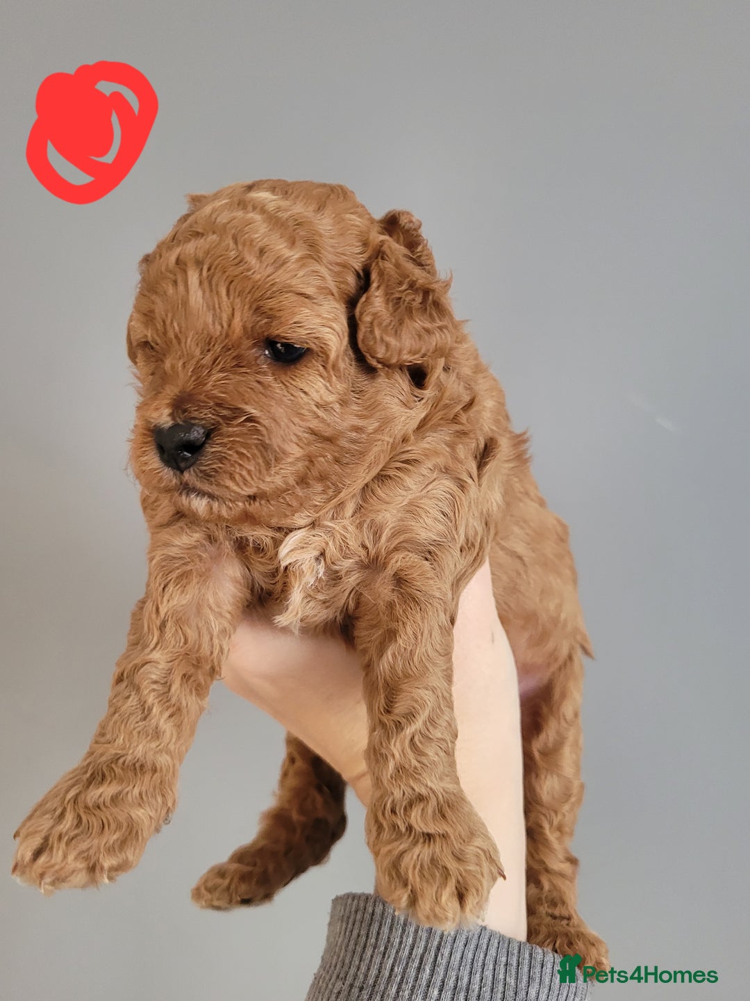 Cavapoo dogs for sale: Adorable mini Cavapoo puppies F1bb - Advert 30