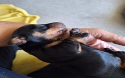 Dachshund dogs for sale: Smooth haired dachshund puppys  - Image 5