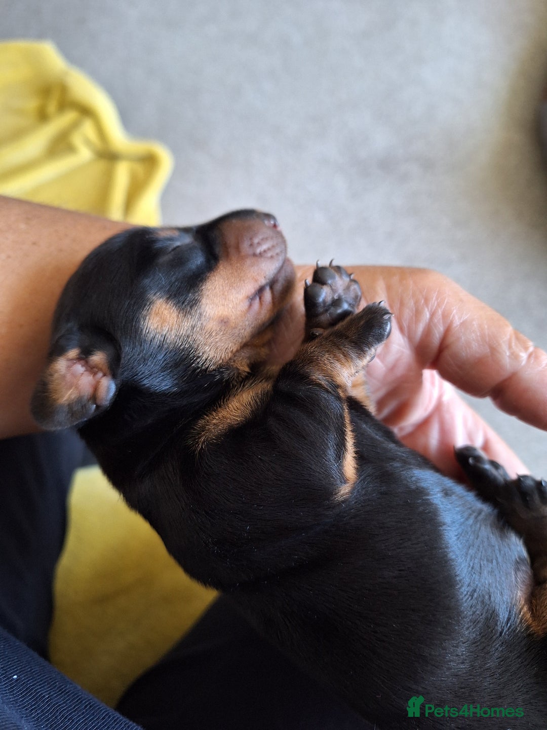 Dachshund dogs for sale: Smooth haired dachshund puppys  - Image 5
