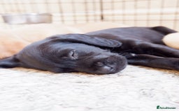 Cockerdor dogs for sale: Working Cockerdor Pups - Advert 11