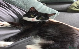 Domestic Shorthair cats for sale: Male kitten for sale - Image 2