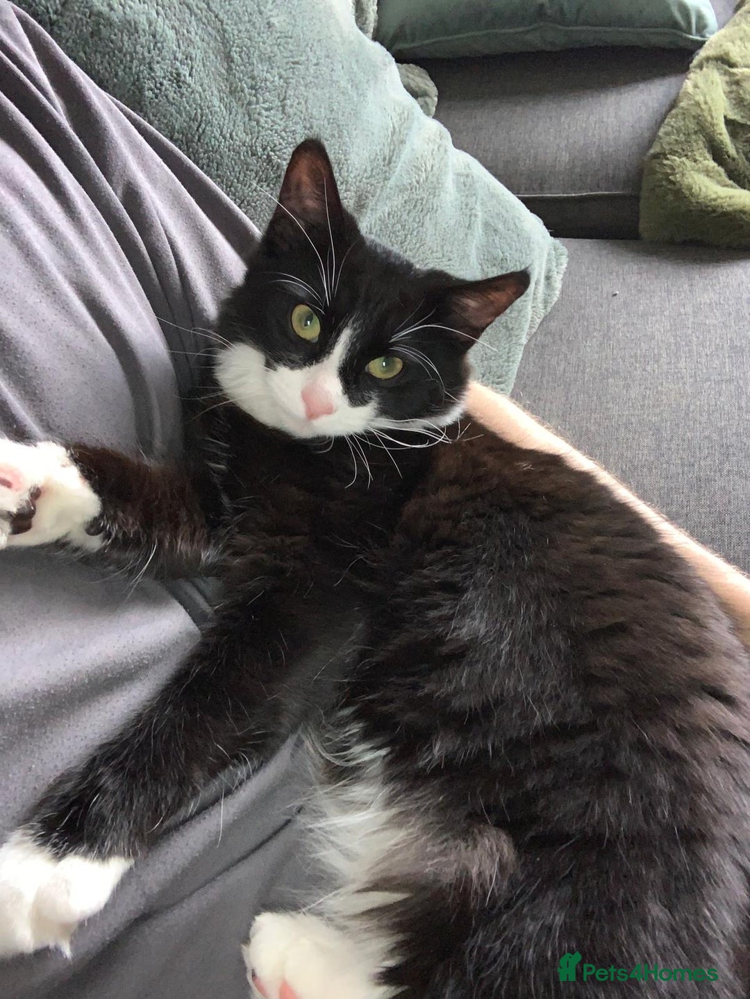 Domestic Shorthair cats for sale: Male kitten for sale - Image 2