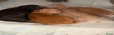 Mixed Breed 2