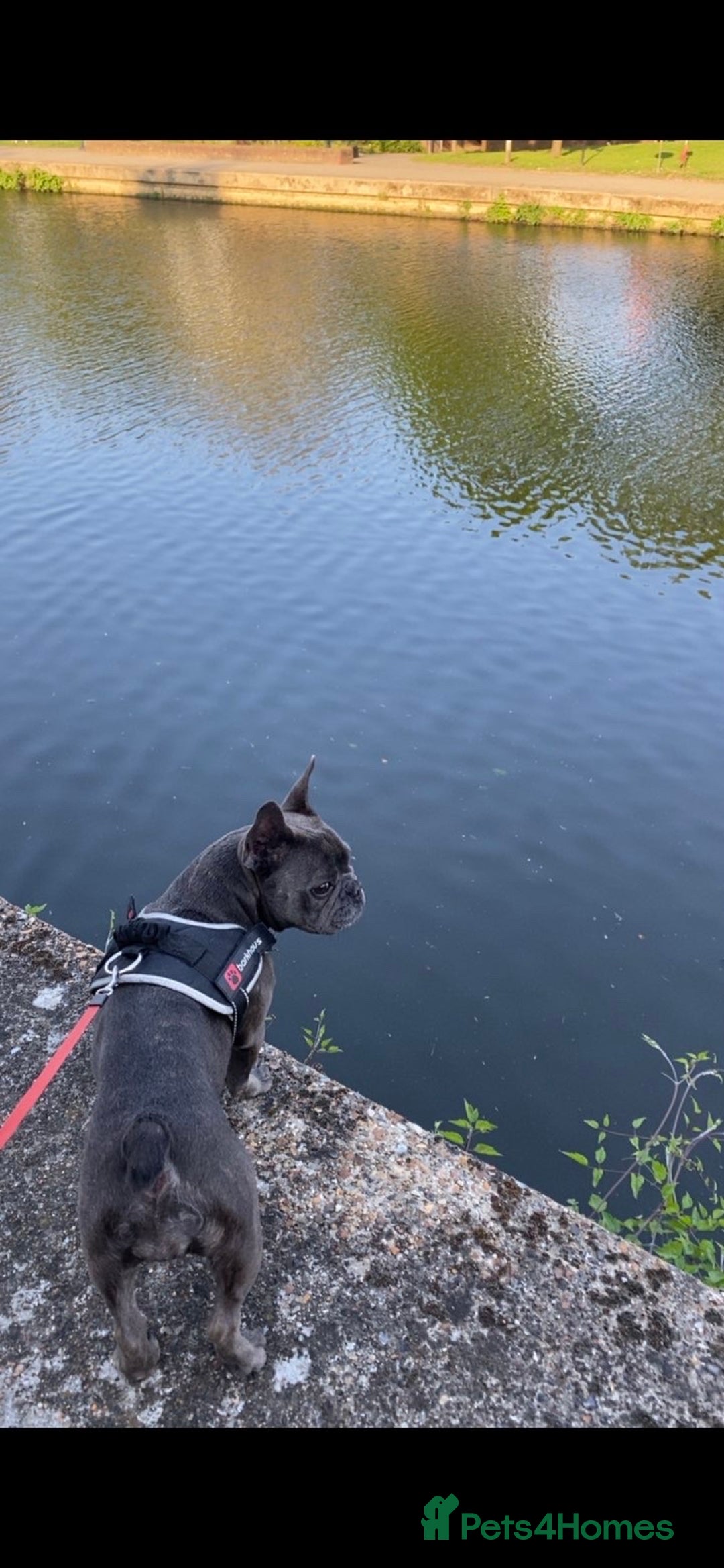French Bulldog dogs for sale: Female French bulldog  - Image 4