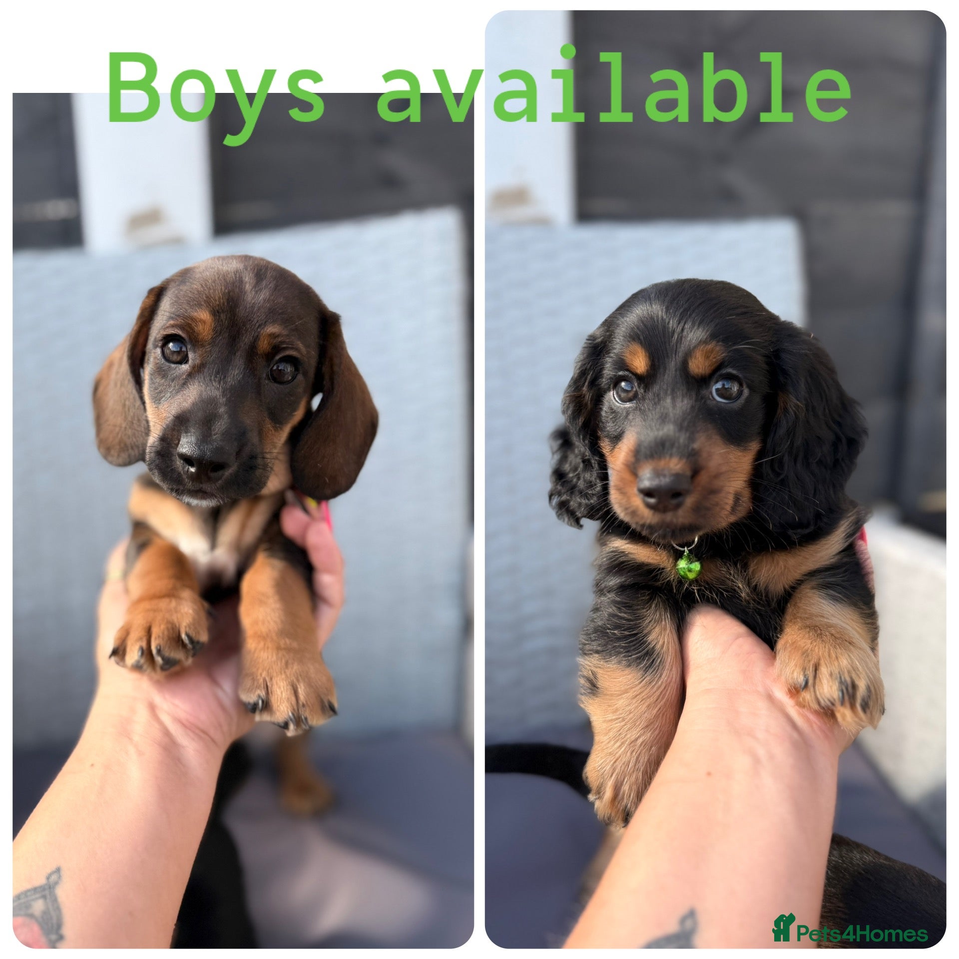 Dachshund dogs Ready now-2 Outstanding boy available💙🐶💚 - Advert 1