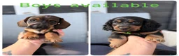 Dachshund dogs for sale: Ready now-1 Outstanding boy available🖤🐶❤️ - Advert 6