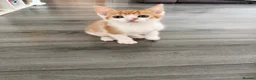 Mixed Breed cats for sale: 5 lovely kittens for sale  - Advert 10