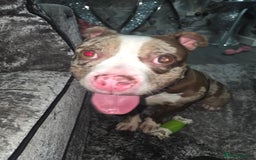 American Bully dogs for sale: Merle pocket bully - Image 2