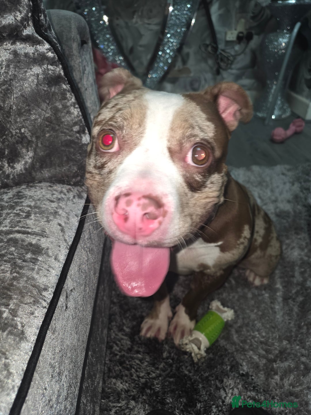 American Bully dogs for sale: Merle pocket bully - Image 2