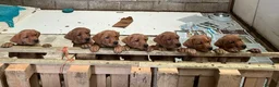 Labrador Retriever dogs for sale: Pedigree Fox Red Labrador Puppies in Spalding - Advert 3