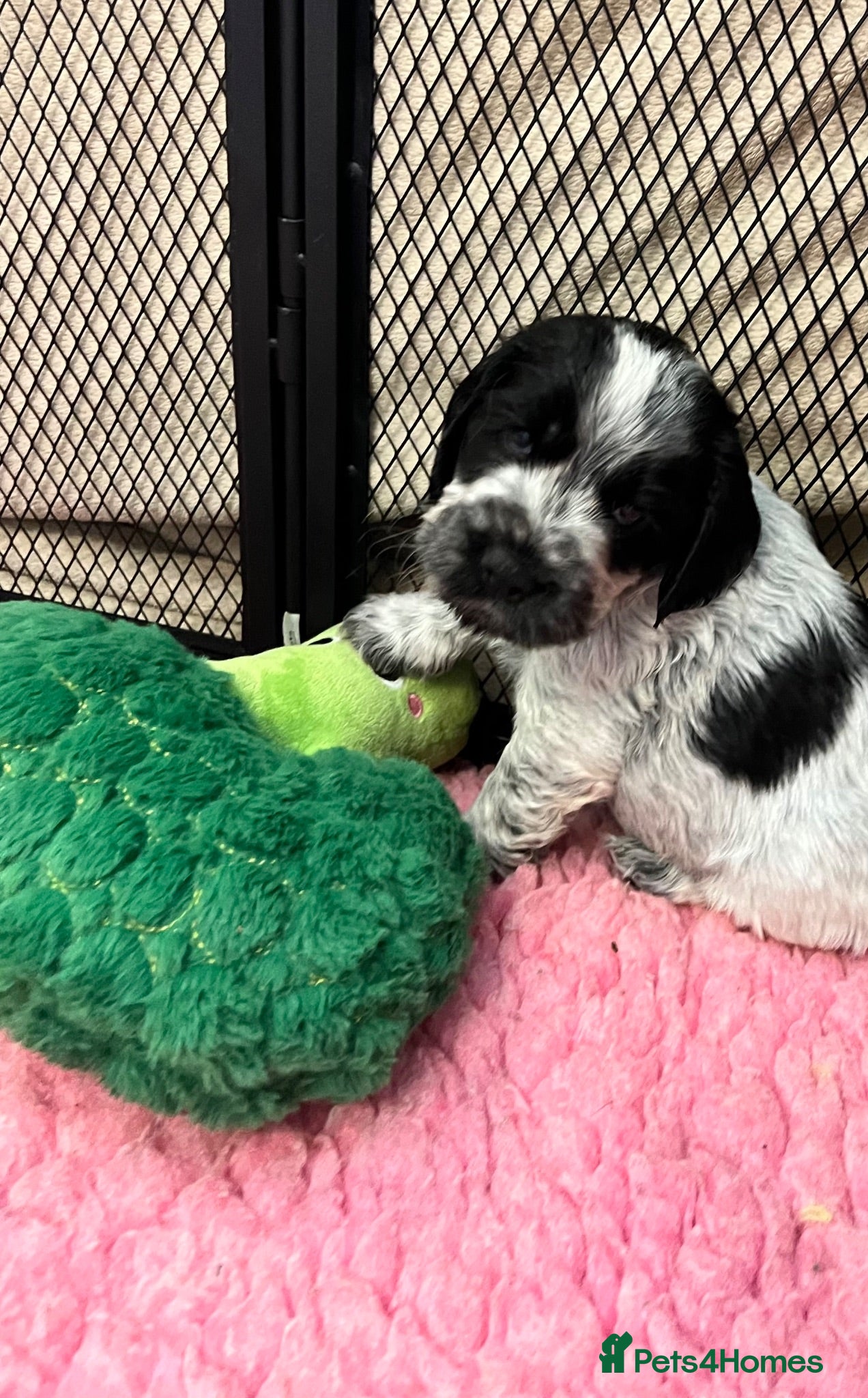 Cocker Spaniel dogs Gorgeous Show Type Cocker Spaniel Puppies KC Reg - Advert 1