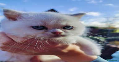 British Shorthair cats - Advert 14