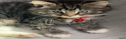 Ragcoon cats for sale: RAGCOONS ragdoll mainecoons  - Advert 26