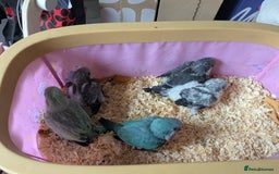 Parakeets birds for sale: Tamed hand reared baby Quaker parrots DNA tested  - Image 5
