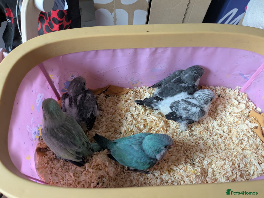 Parakeets birds for sale: Tamed hand reared baby Quaker parrots DNA tested  - Image 5