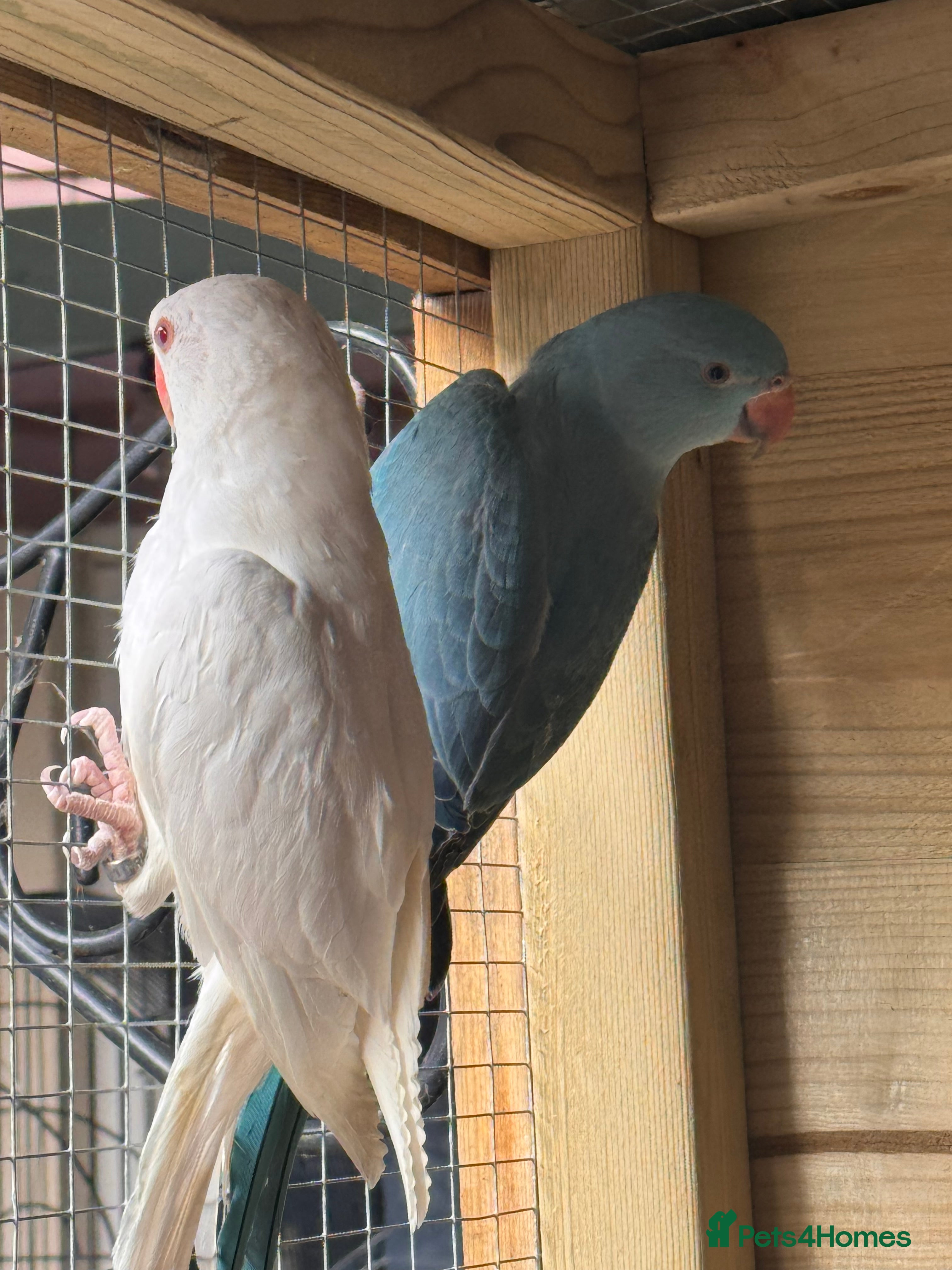 Ringnecks birds Ringnecks  - Advert 1