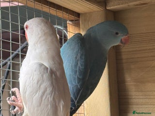 Ringnecks birds Ringnecks - Advert 1