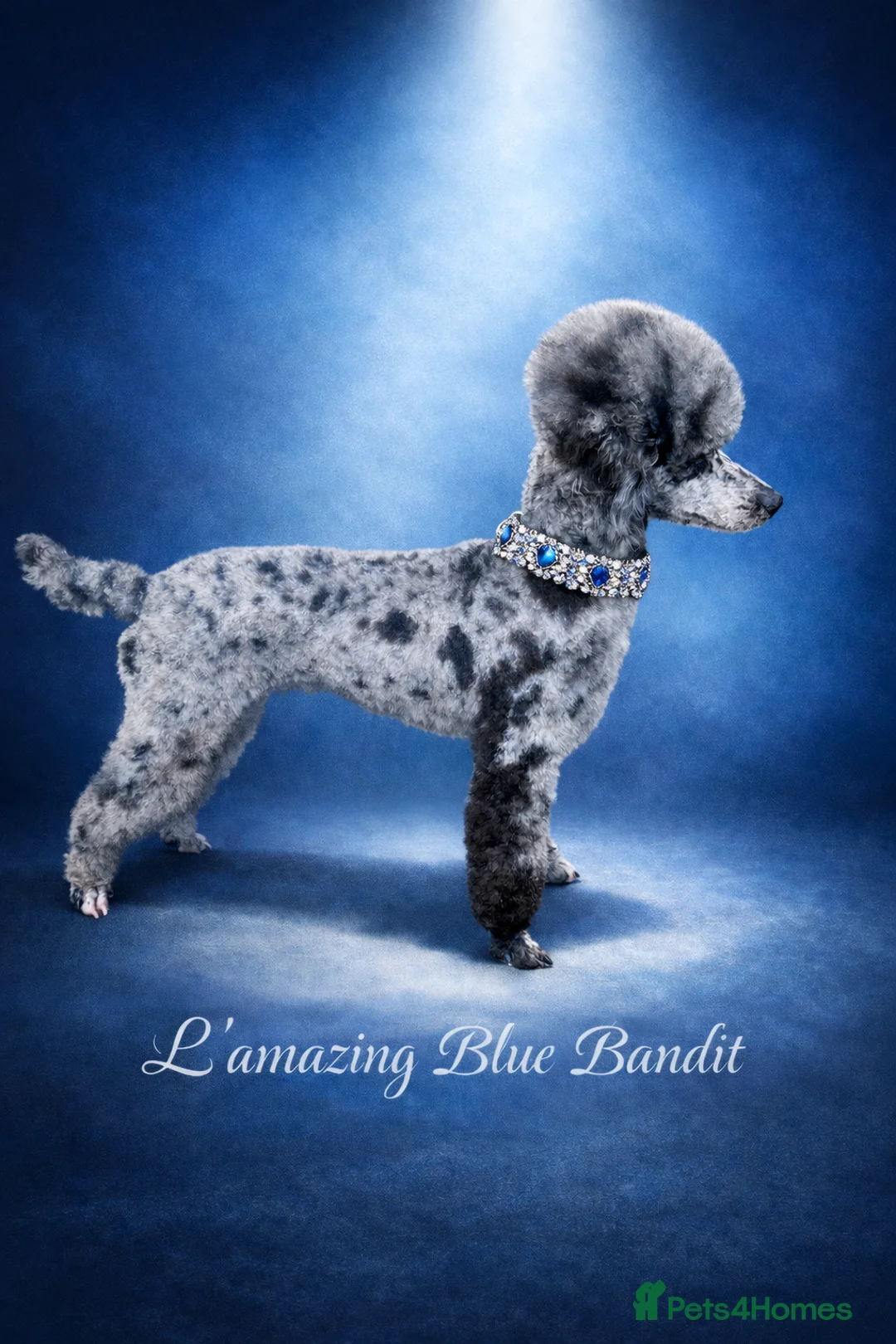 Toy Poodle dogs for stud: 5* health checked merle toy poodle licensed DNA  - Advert 2