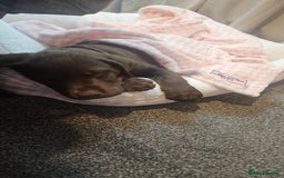 Labrador Retriever dogs for sale: Choc/silver labrador retriever pup F - Image 9