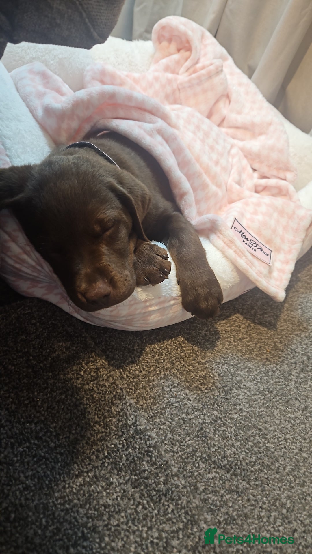 Labrador Retriever dogs for sale: Choc/silver labrador retriever pup F - Image 9