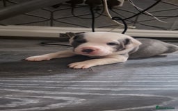 Staffordshire Bull Terrier dogs for sale: Blue Staffordshire bull terrier puppies  - Image 21