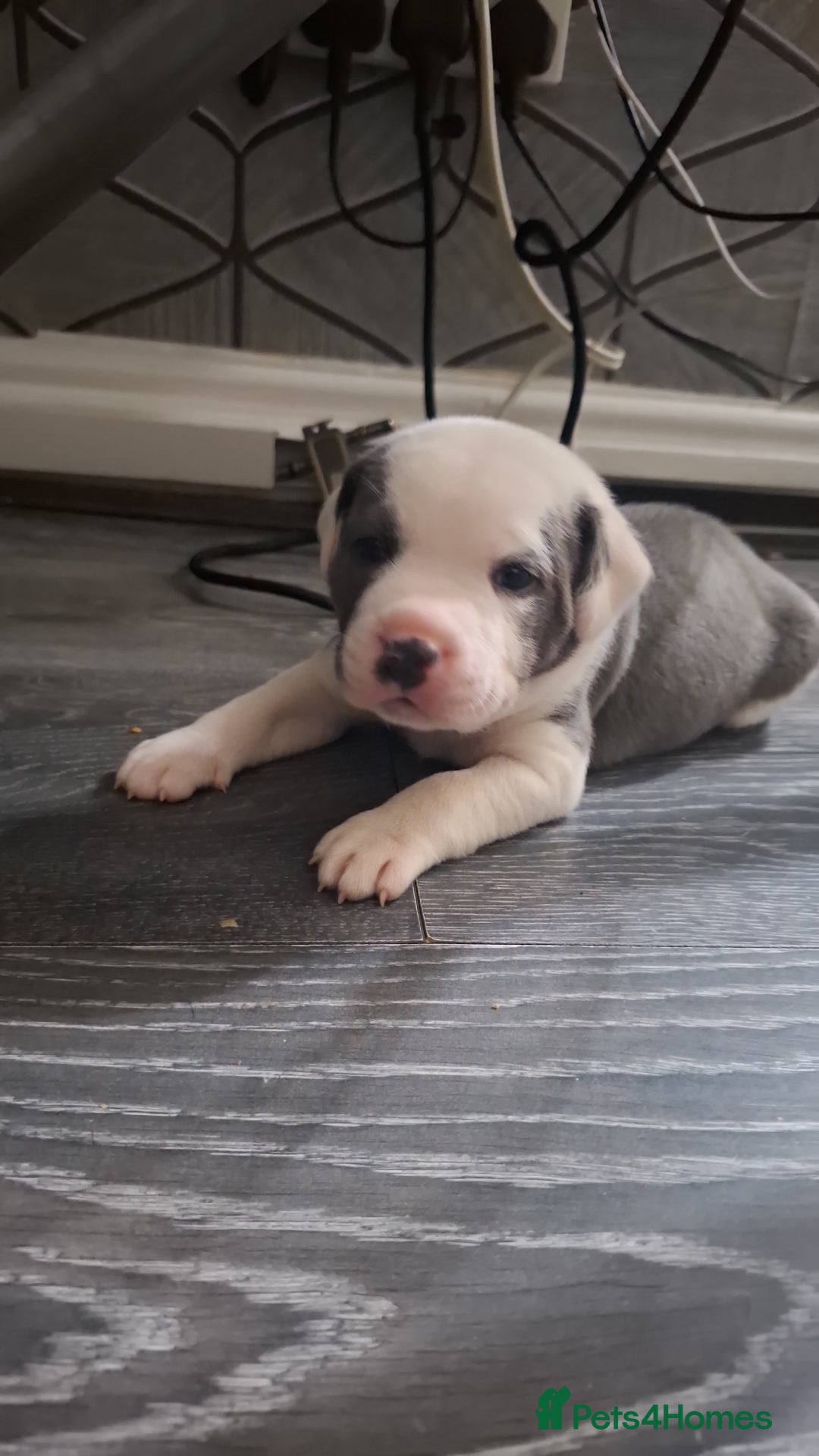 Staffordshire Bull Terrier dogs for sale: Blue Staffordshire bull terrier puppies  - Image 21