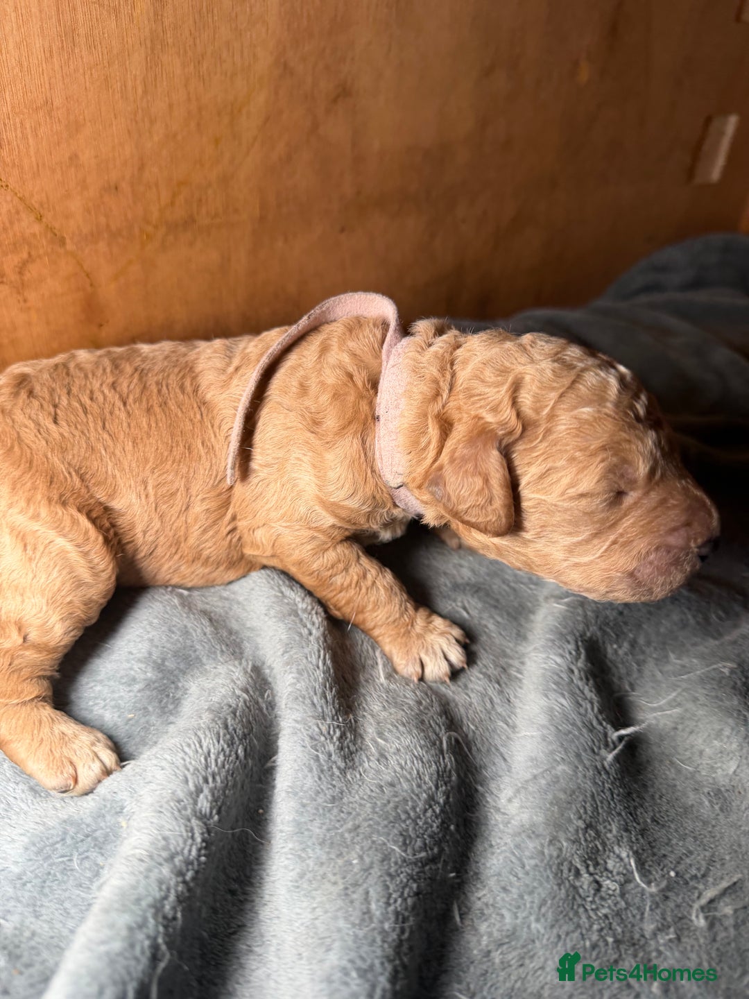 Goldendoodle dogs for sale: Beautiful Rainbow Litter of Goldendoodles - Advert 22