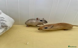 Gerbil rodents for sale: Two gerbil males - Image 1