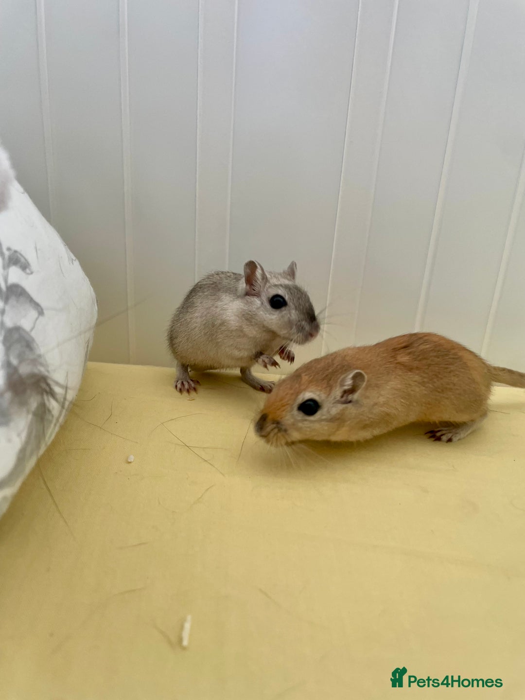 Gerbil rodents for sale: Two gerbil males - Image 1
