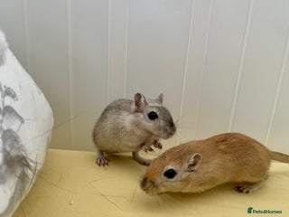 Gerbil rodents - Advert 9