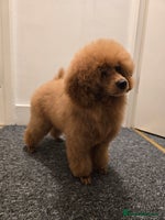 Miniature Poodle dogs - Advert 5