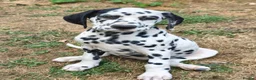 Dalmatian dogs for sale: Last girl x  - Advert 7