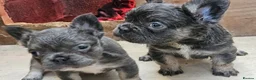 French Bulldog dogs for sale: 2 adorable french bulldogs - Advert 3