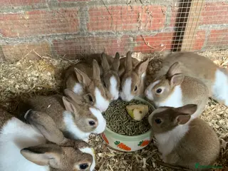 Dutch rabbits Baby Dutch rabbits - Advert 6