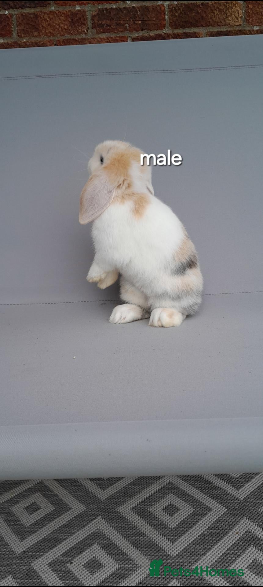 Mini Lop rabbits Gorgeous mini lop rabbits ready now  - Advert 2
