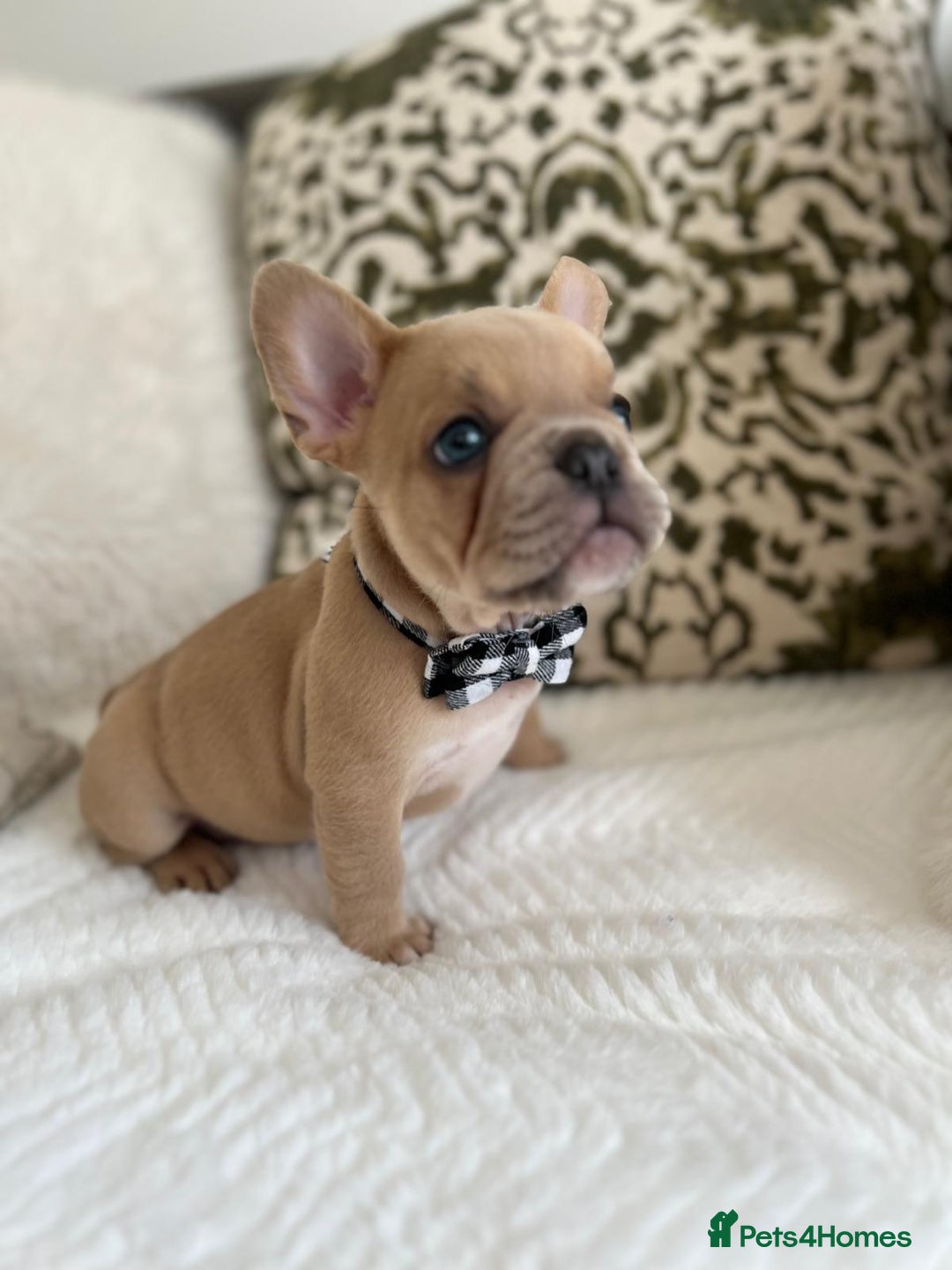 French Bulldog dogs for sale: Quality French Bulldog Puppies L4 carriers - Image 2