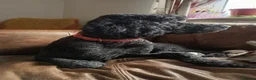 Standard Poodle dogs for sale: Two Beautiful Poodle Puppies left 🩷 - Advert 12