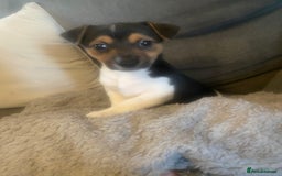 Jack Russell dogs for sale: Jack Russell litter of 7 - Advert 20