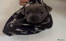 Staffordshire Bull Terrier dogs for sale: 💙Stunning Blue Staffordshire Bull Terrier Pups 💙 - Image 5