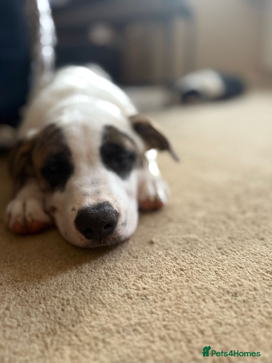 Mixed Breed dogs for sale: 🐶 Staffy x Japanese Akita Puppies 🐶 in Weston-super-Mare - Image 15
