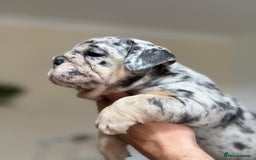 English Bulldog dogs for sale: Beautiful English Bulldog Puppies - Image 18